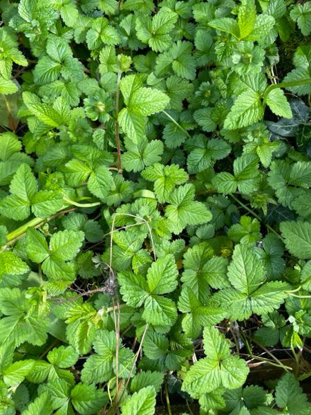 Schijnaardbei (Potentilla indica)